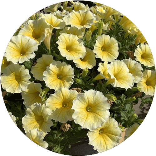 A bunch of yellow Petunia blooms.